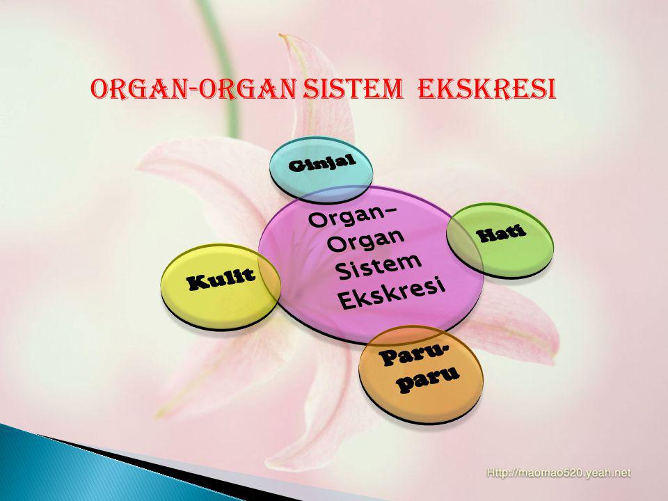Organ-Organ Sistem Ekskresi