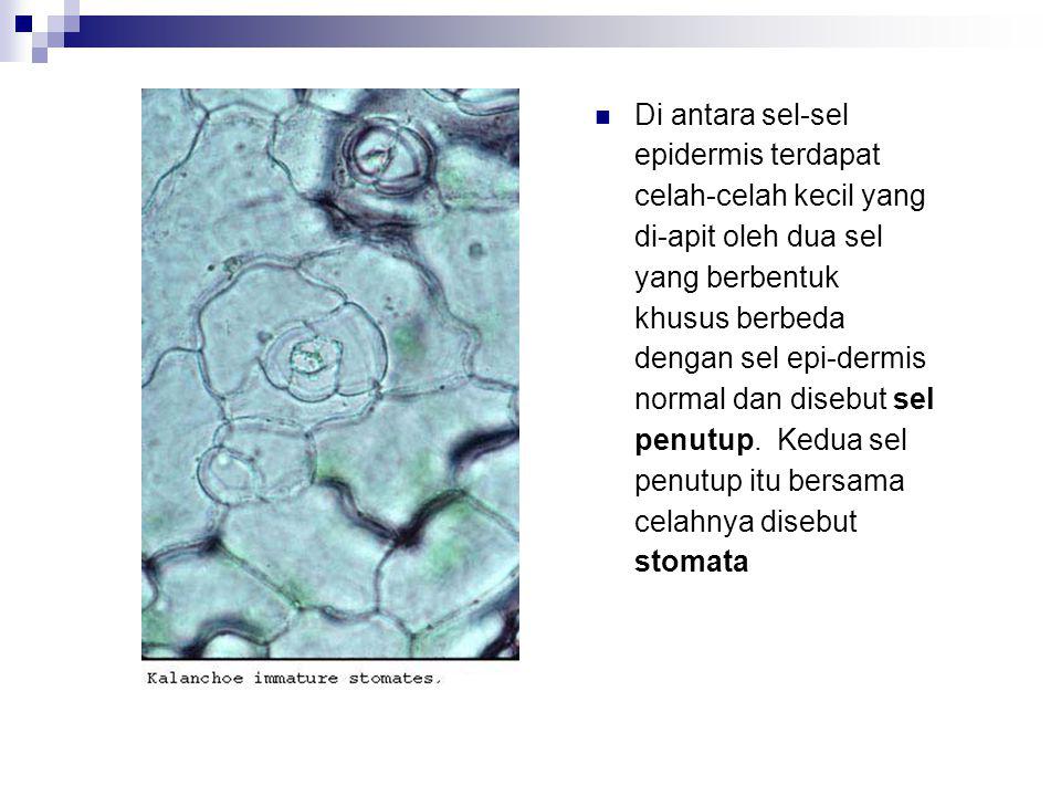 Di antara sel-sel epidermis terdapat celah-celah kecil yang di-apit oleh dua sel yang berbentuk khusus berbeda dengan sel epi-dermis normal dan disebut sel penutup.