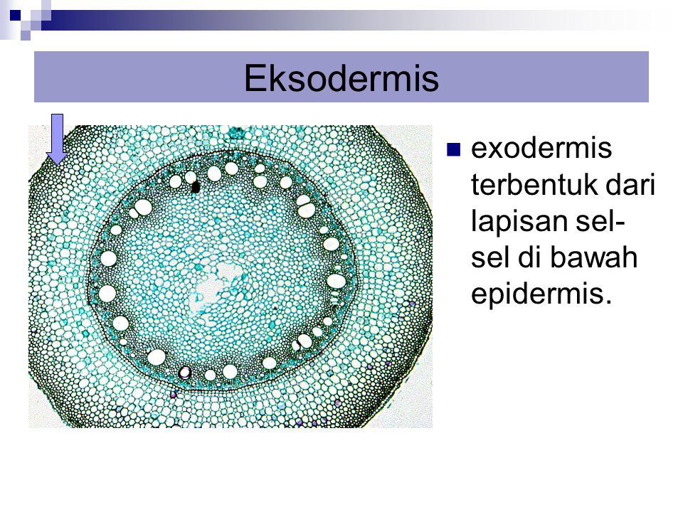 Eksodermis exodermis terbentuk dari lapisan sel-sel di bawah epidermis.