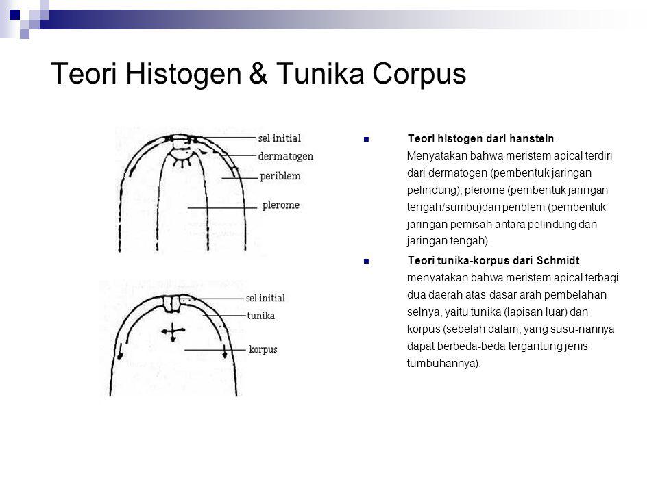 Teori Histogen & Tunika Corpus