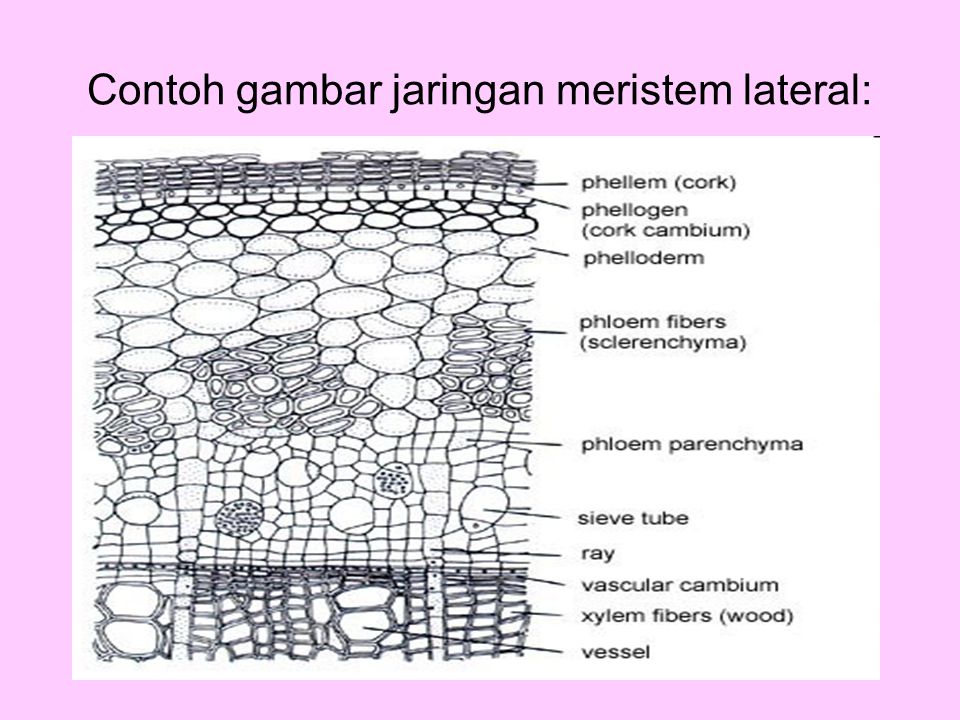 Contoh gambar jaringan meristem lateral: