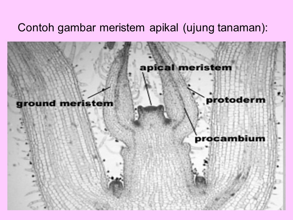 Contoh gambar meristem apikal (ujung tanaman):