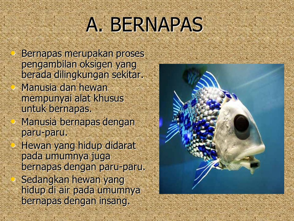 A. BERNAPAS Bernapas merupakan proses pengambilan oksigen yang berada dilingkungan sekitar. Manusia dan hewan mempunyai alat khusus untuk bernapas.