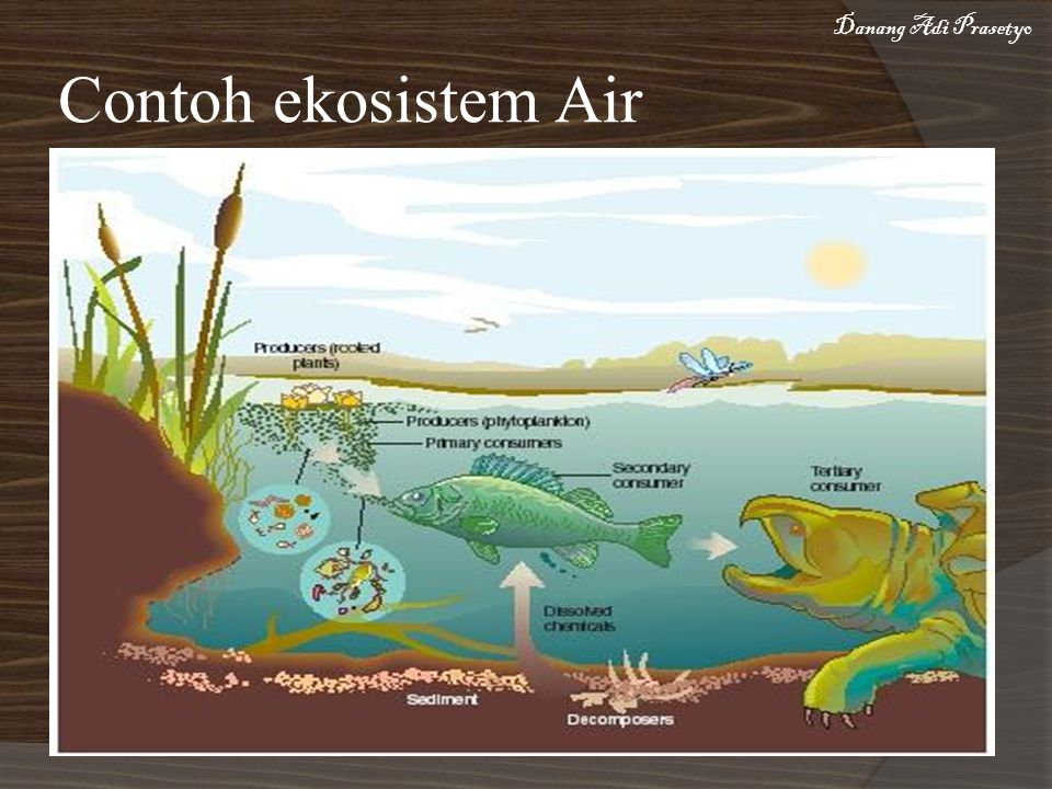 Contoh Ekosistem Air Tawar Buatan - Simak Gambar Berikut