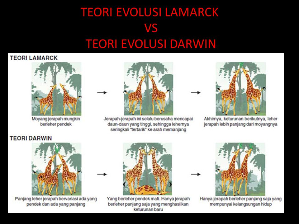 TEORI EVOLUSI LAMARCK VS TEORI EVOLUSI DARWIN
