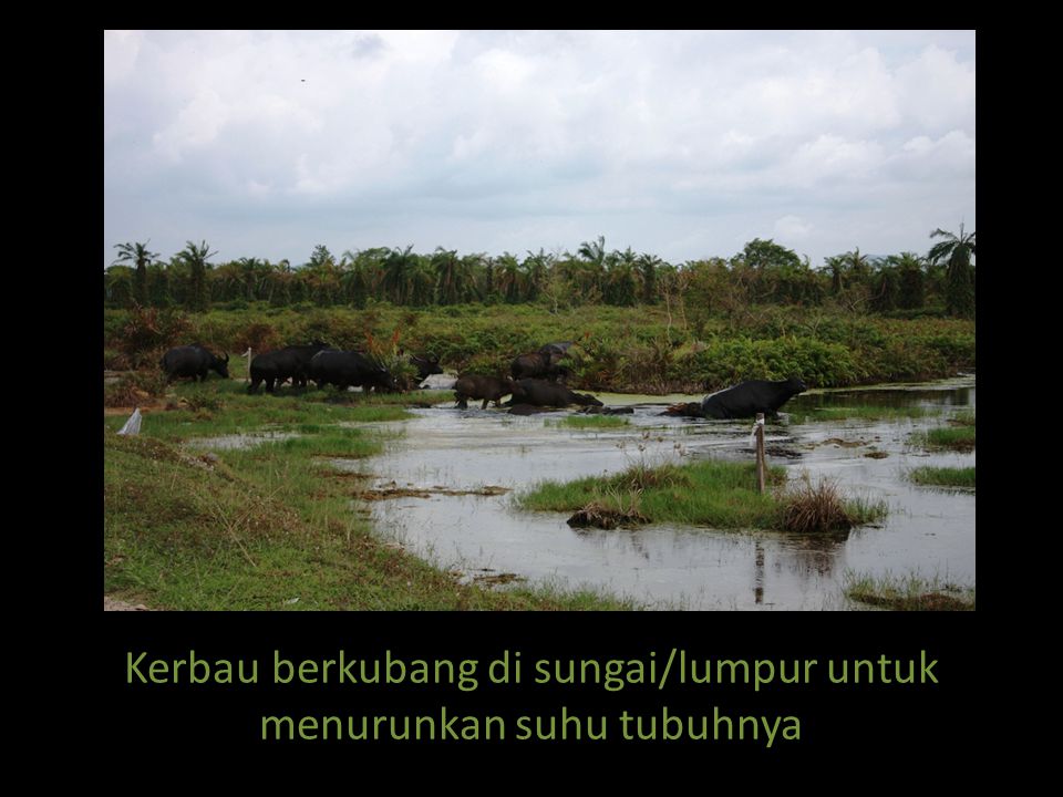 Kerbau berkubang di sungai/lumpur untuk menurunkan suhu tubuhnya