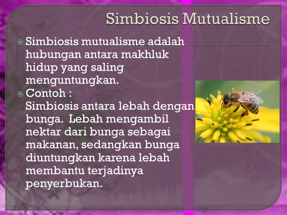 Simbiosis Mutualisme Simbiosis mutualisme adalah hubungan antara makhluk hidup yang saling menguntungkan.