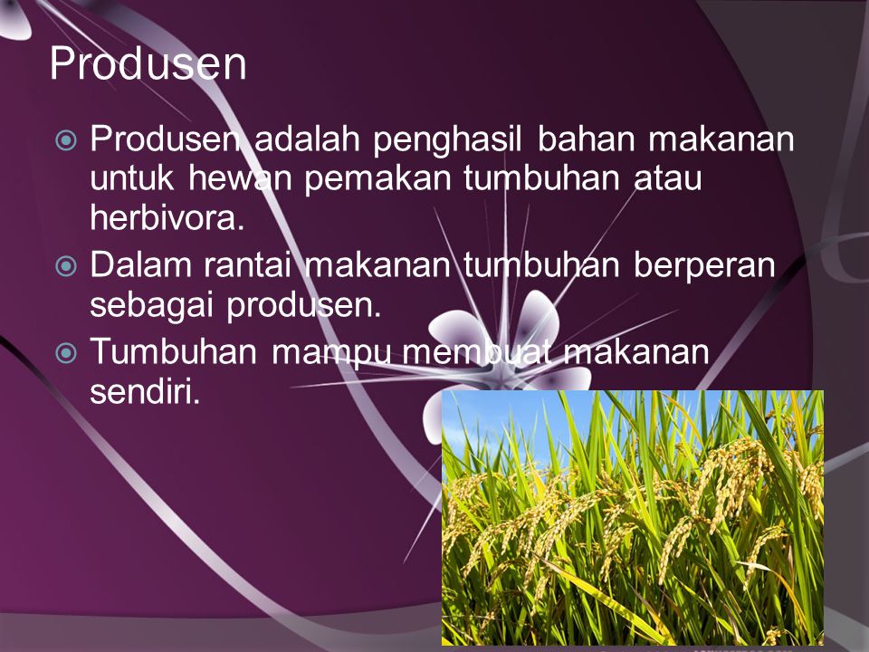 Produsen Produsen adalah penghasil bahan makanan untuk hewan pemakan tumbuhan atau herbivora.