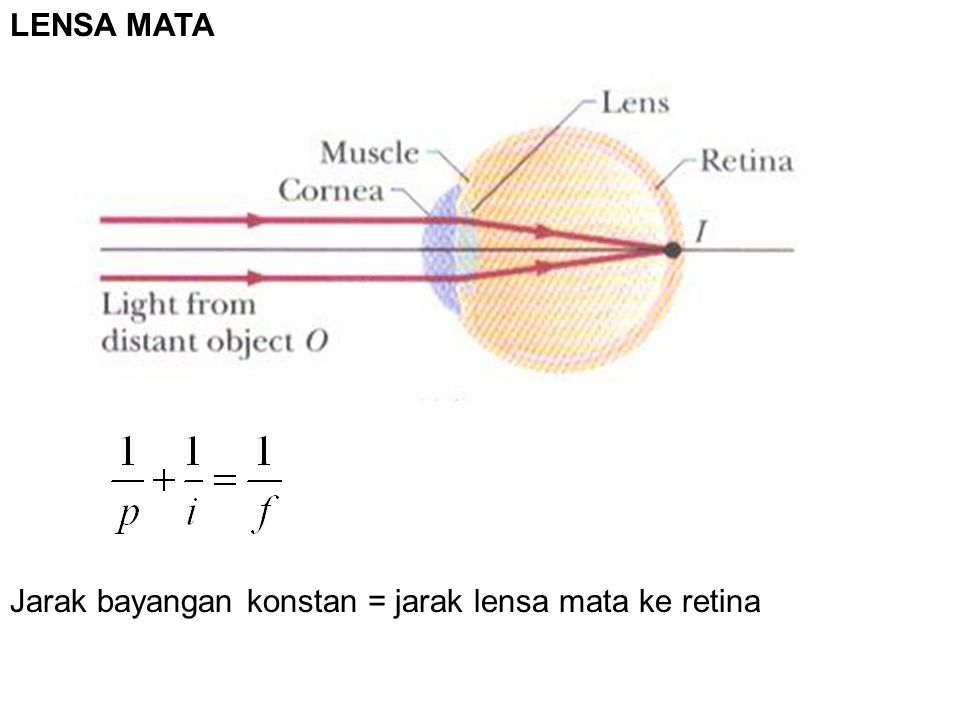 LENSA MATA Jarak bayangan konstan = jarak lensa mata ke retina