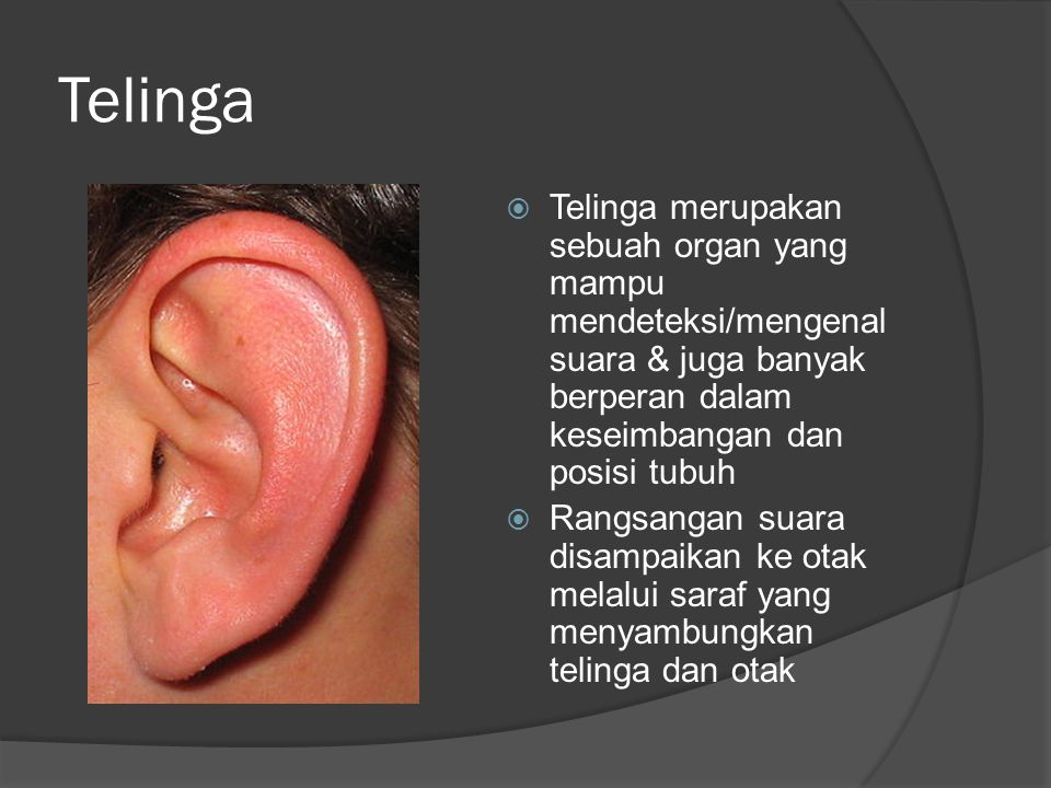 Telinga Telinga merupakan sebuah organ yang mampu mendeteksi/mengenal suara & juga banyak berperan dalam keseimbangan dan posisi tubuh.