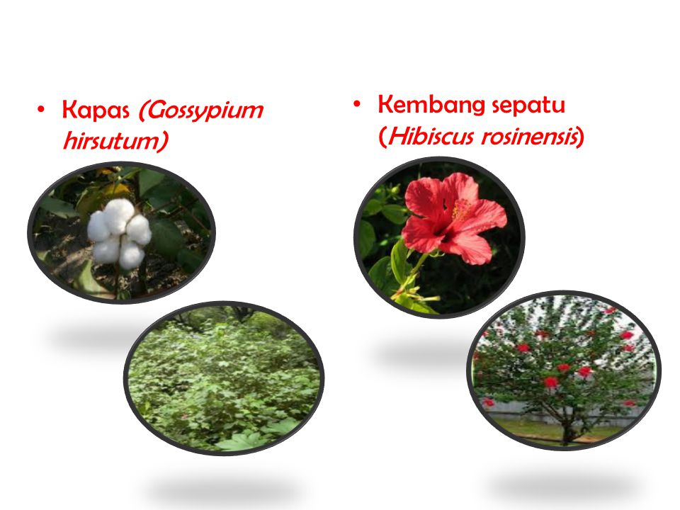 Kembang sepatu (Hibiscus rosinensis)