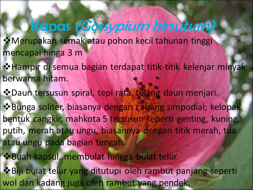 Kapas (Gossypium hirsutum)