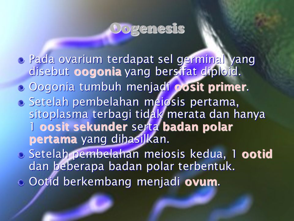 Oogenesis Pada ovarium terdapat sel germinal yang disebut oogonia yang bersifat diploid. Oogonia tumbuh menjadi oosit primer.