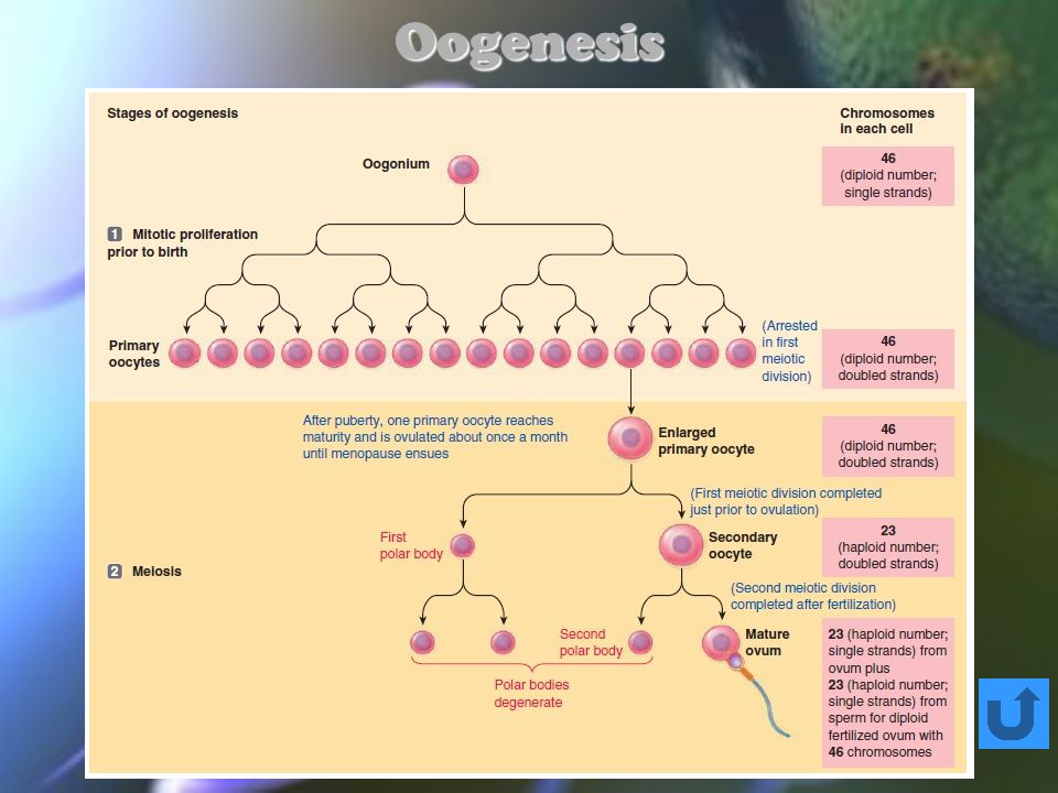 Oogenesis