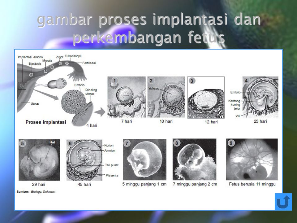 gambar proses implantasi dan perkembangan fetus
