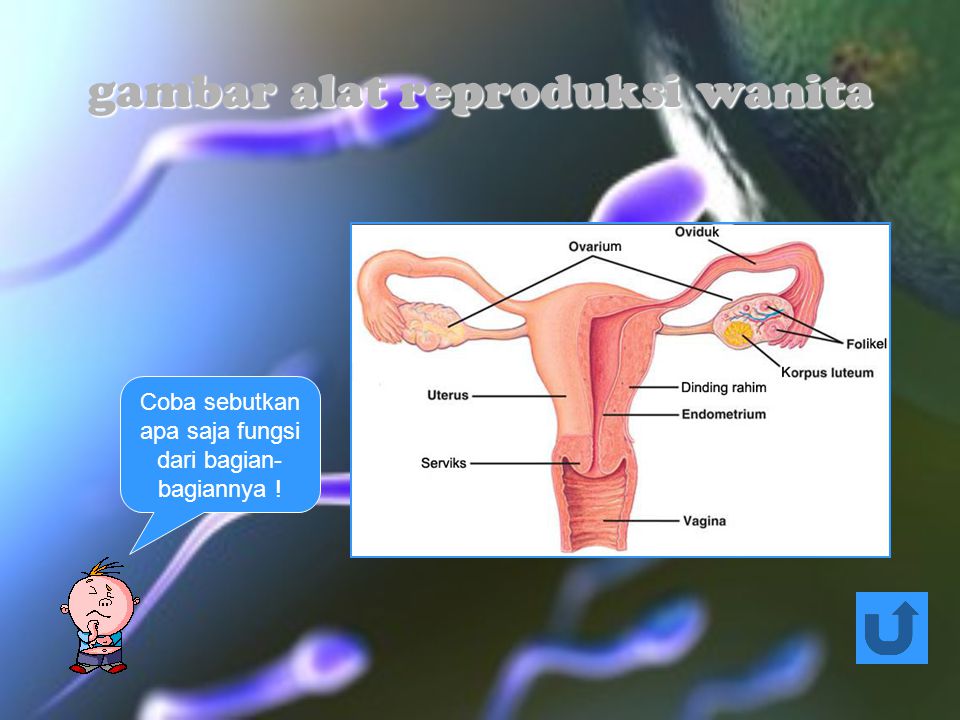gambar alat reproduksi wanita