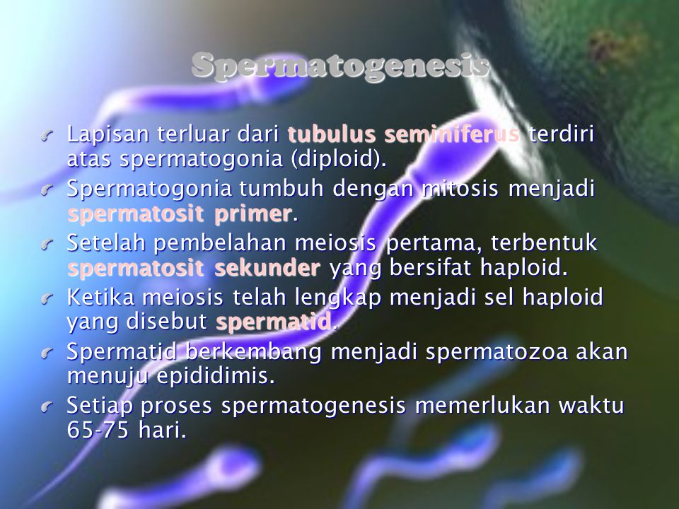 Spermatogenesis Lapisan terluar dari tubulus seminiferus terdiri atas spermatogonia (diploid).