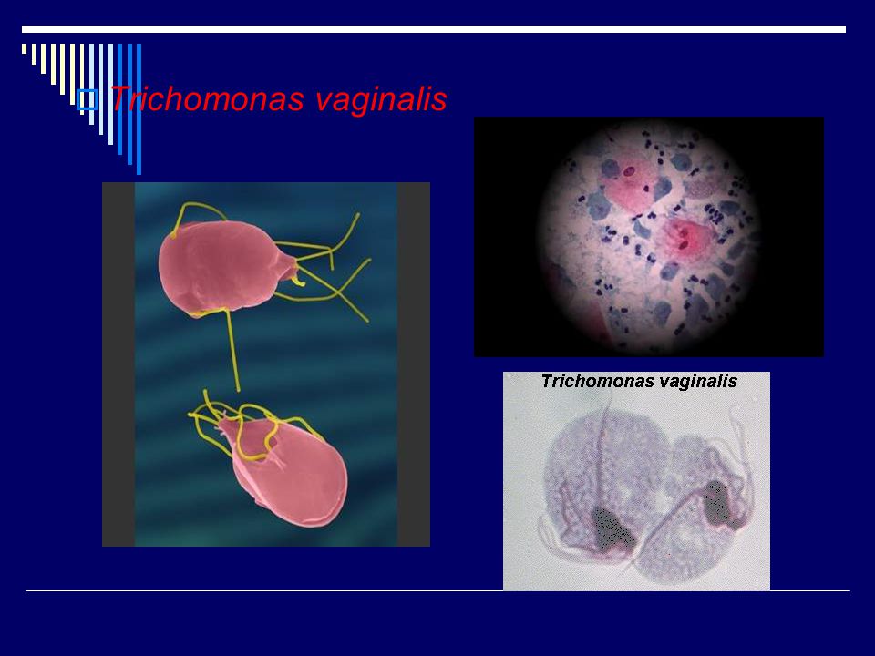 Trichomonas és Toxoplasma)
