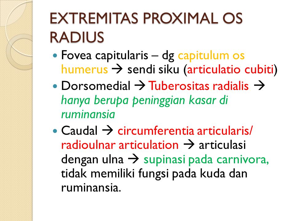 EXTREMITAS PROXIMAL OS RADIUS