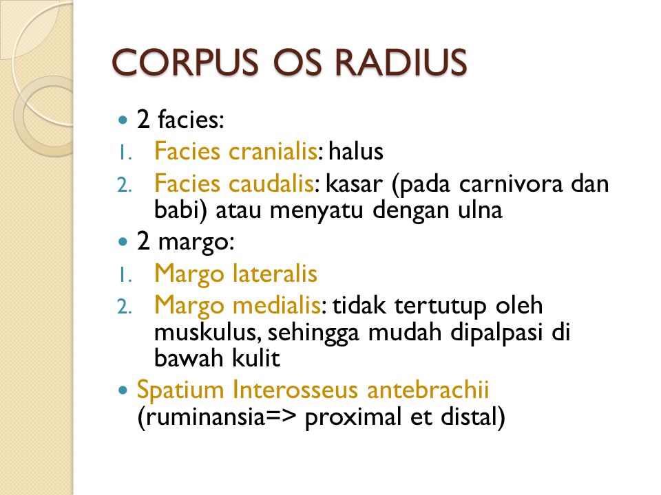 CORPUS OS RADIUS 2 facies: Facies cranialis: halus