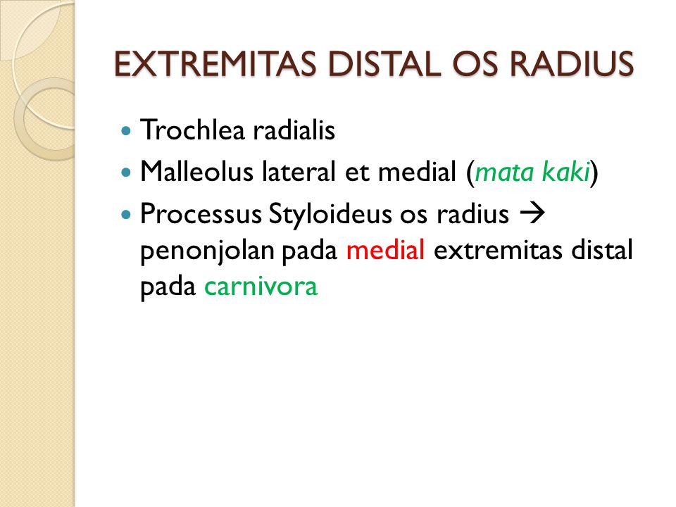 EXTREMITAS DISTAL OS RADIUS