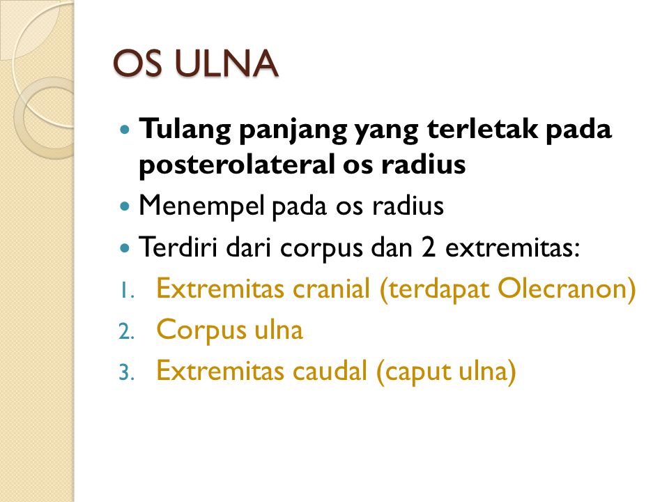 OS ULNA Tulang panjang yang terletak pada posterolateral os radius