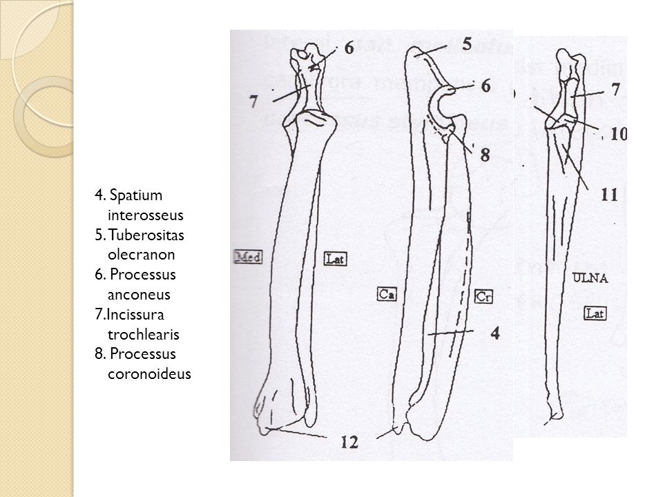 4. Spatium interosseus 5. Tuberositas olecranon.