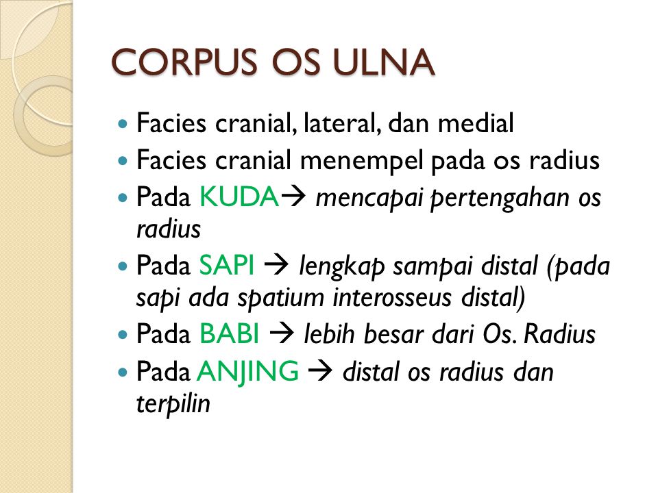 CORPUS OS ULNA Facies cranial, lateral, dan medial