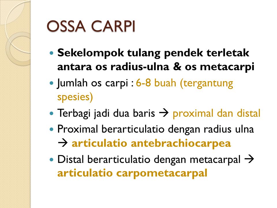 OSSA CARPI Sekelompok tulang pendek terletak antara os radius-ulna & os metacarpi. Jumlah os carpi : 6-8 buah (tergantung spesies)