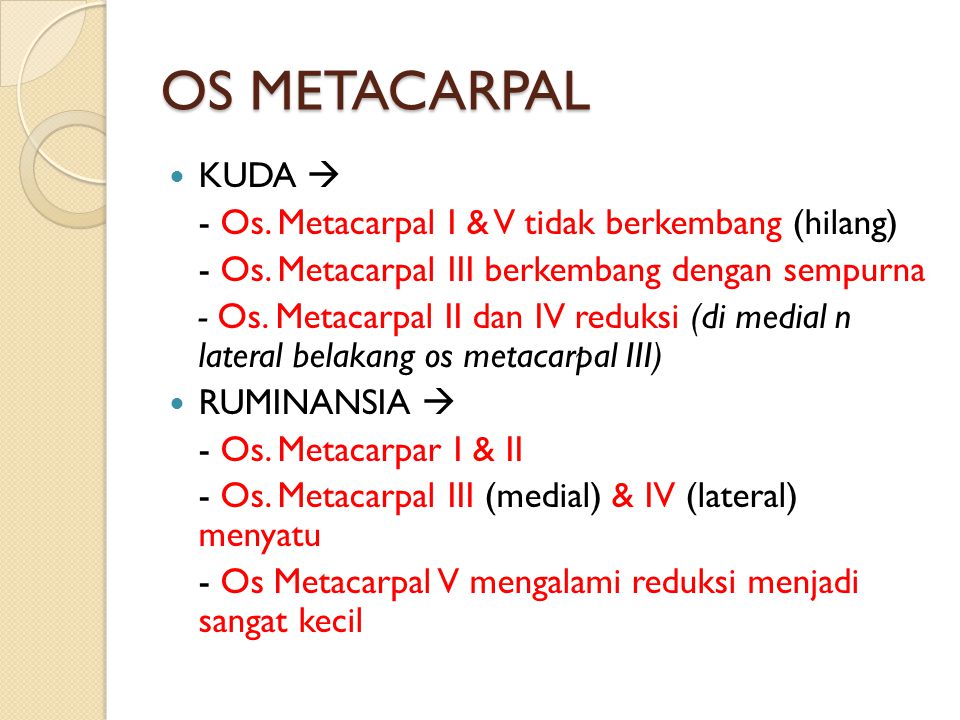 OS METACARPAL KUDA  - Os. Metacarpal I & V tidak berkembang (hilang)
