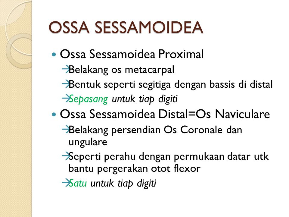OSSA SESSAMOIDEA Ossa Sessamoidea Proximal