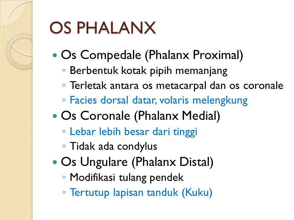 OS PHALANX Os Compedale (Phalanx Proximal)
