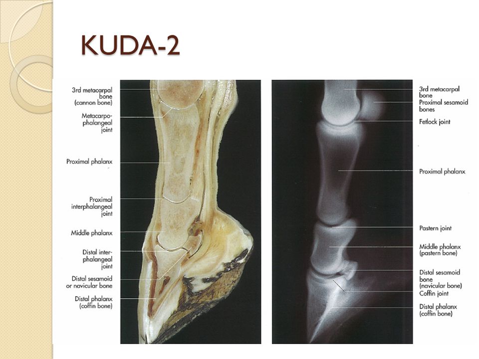 KUDA-2