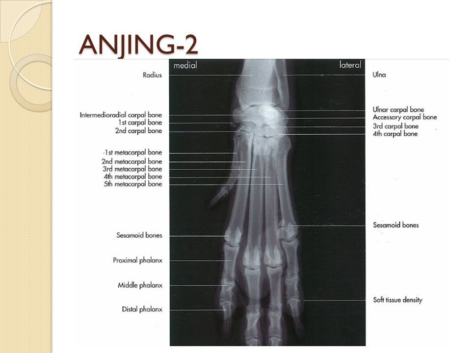ANJING-2