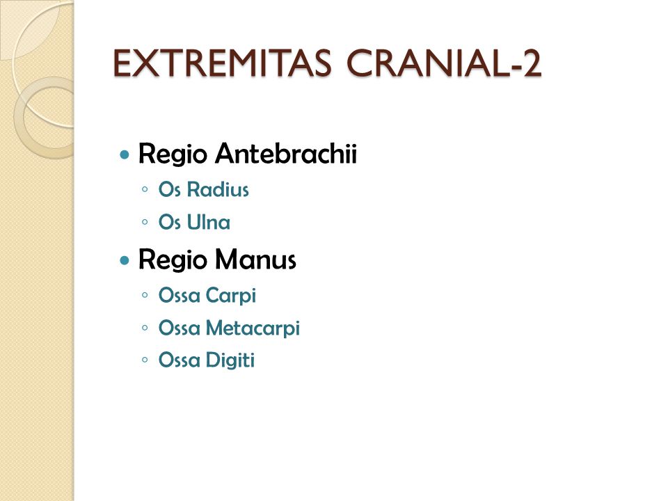 EXTREMITAS CRANIAL-2 Regio Antebrachii Regio Manus Os Radius Os Ulna