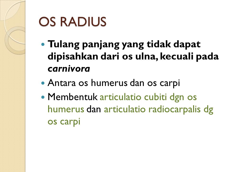 OS RADIUS Tulang panjang yang tidak dapat dipisahkan dari os ulna, kecuali pada carnivora. Antara os humerus dan os carpi.