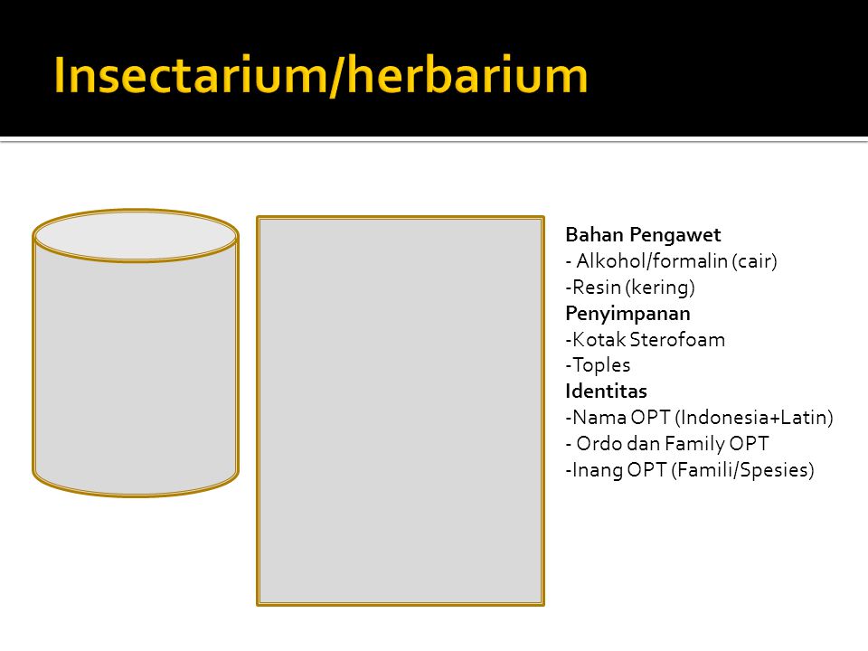 Insectarium/herbarium