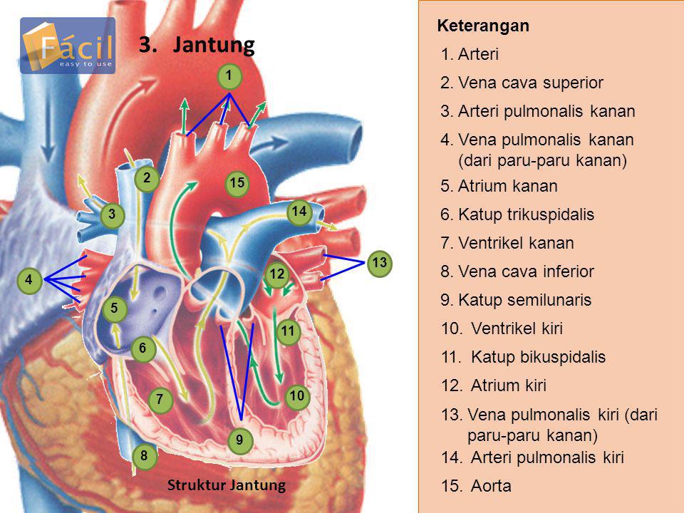 3. Jantung Keterangan 1. Arteri 2. Vena cava superior