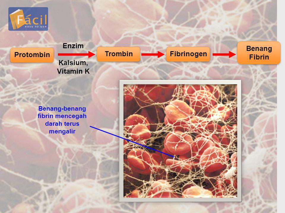 Benang-benang fibrin mencegah darah terus mengalir