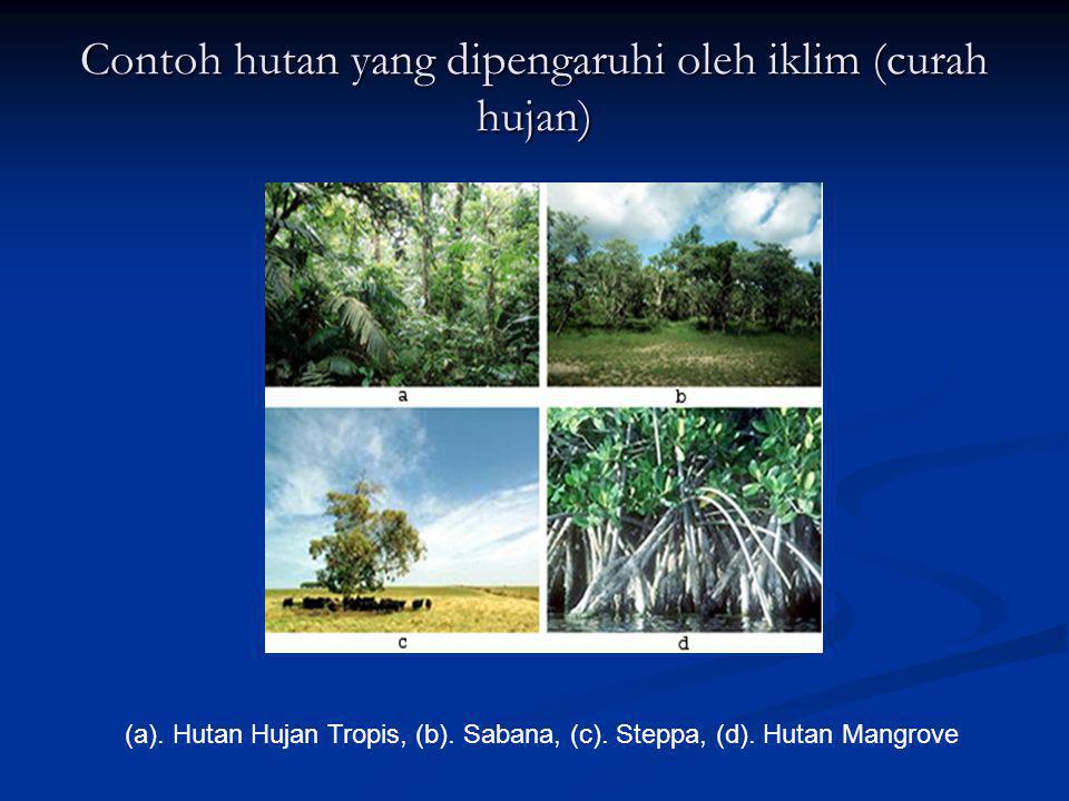 Contoh hutan yang dipengaruhi oleh iklim (curah hujan)