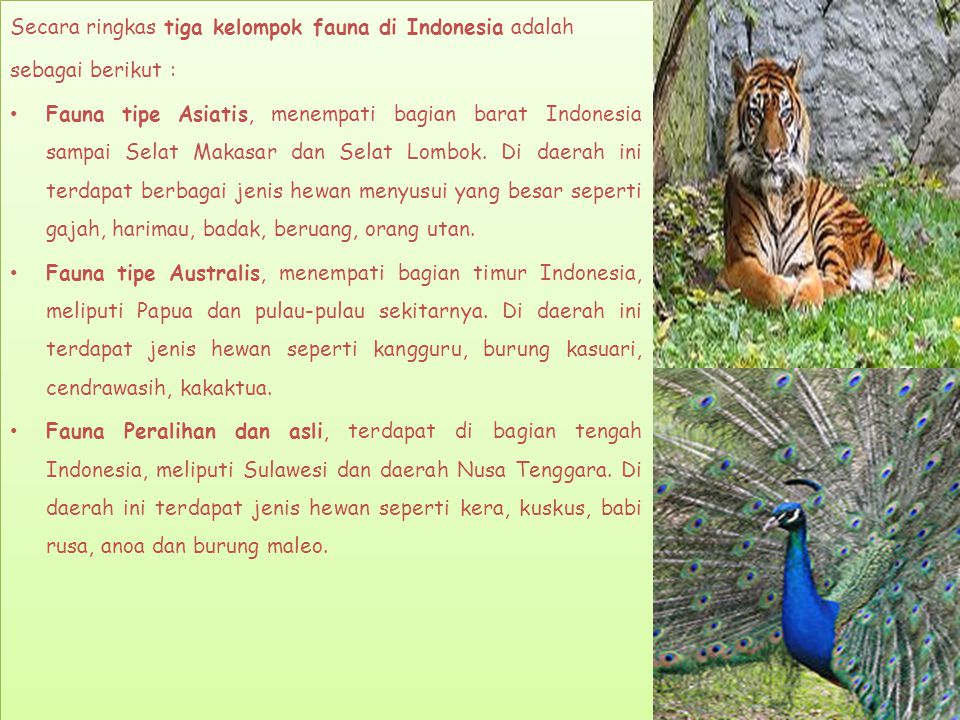 Secara ringkas tiga kelompok fauna di Indonesia adalah