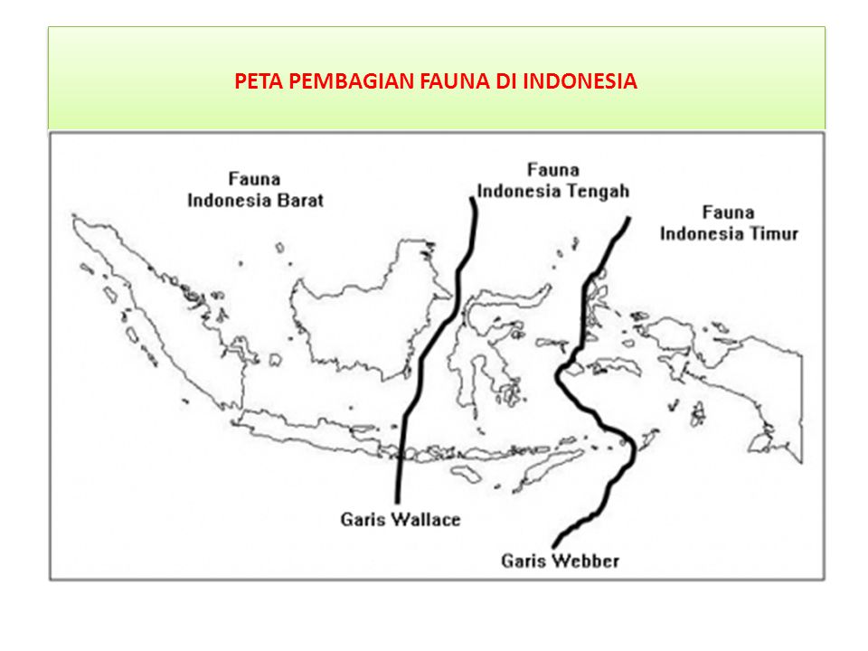 PETA PEMBAGIAN FAUNA DI INDONESIA