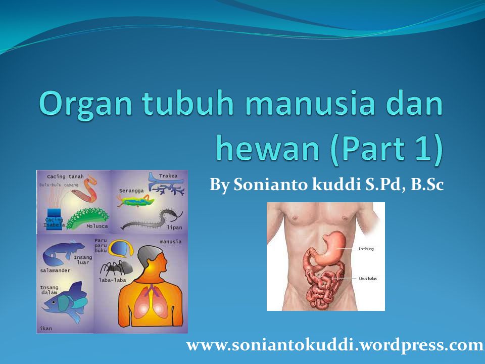 Organ tubuh manusia dan hewan (Part 1)
