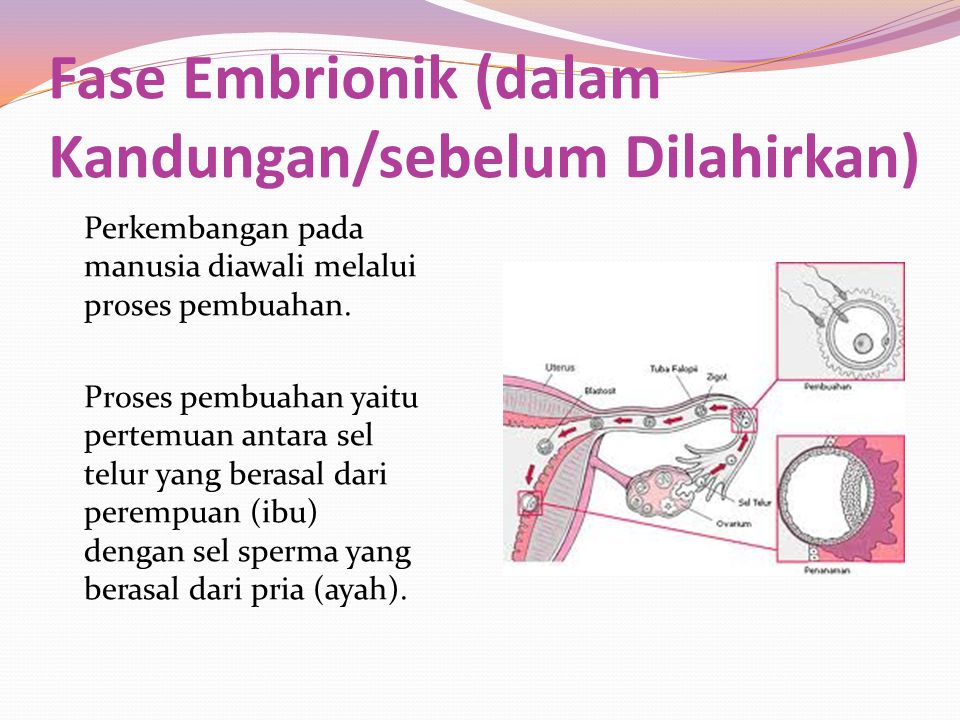 Fase Embrionik (dalam Kandungan/sebelum Dilahirkan)