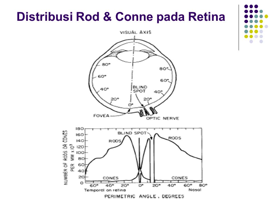 Distribusi Rod & Conne pada Retina