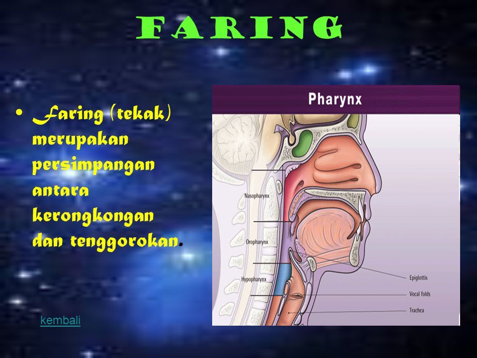 faring Faring (tekak) merupakan persimpangan antara kerongkongan dan tenggorokan. kembali