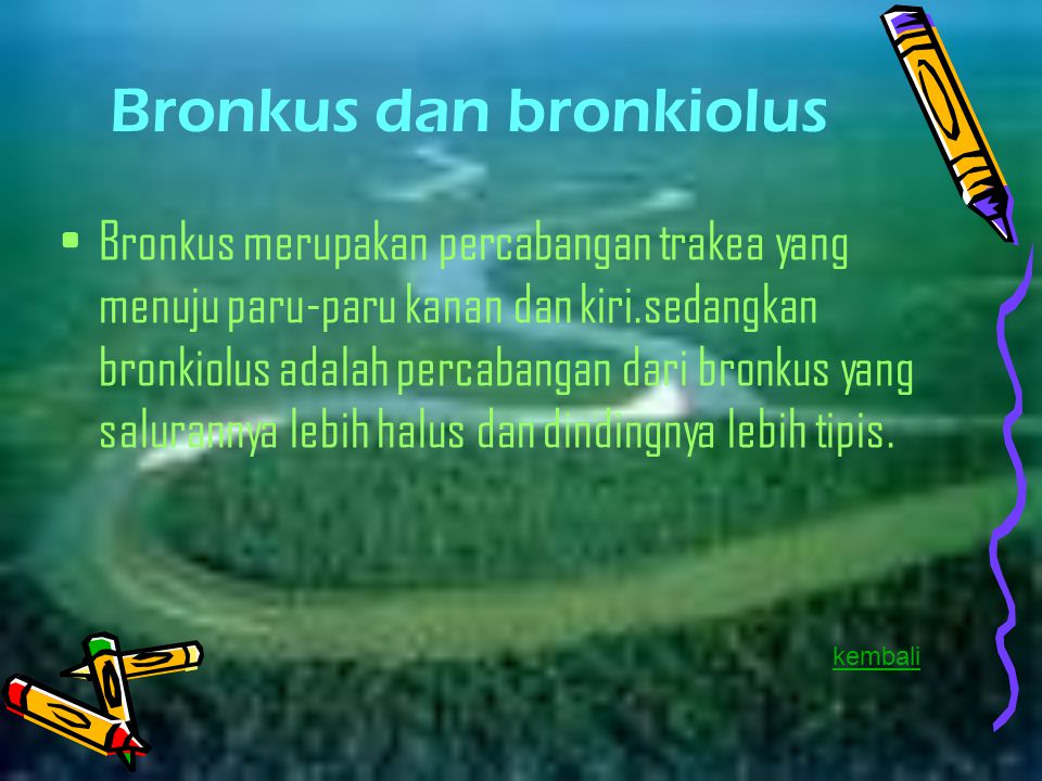 Bronkus dan bronkiolus