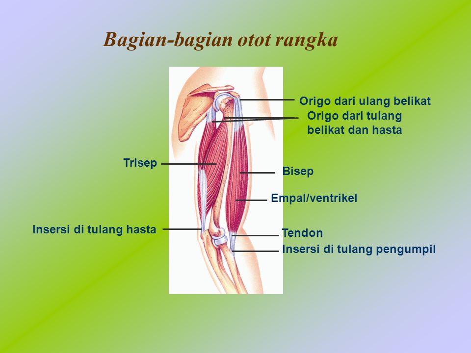 Bagian-bagian otot rangka