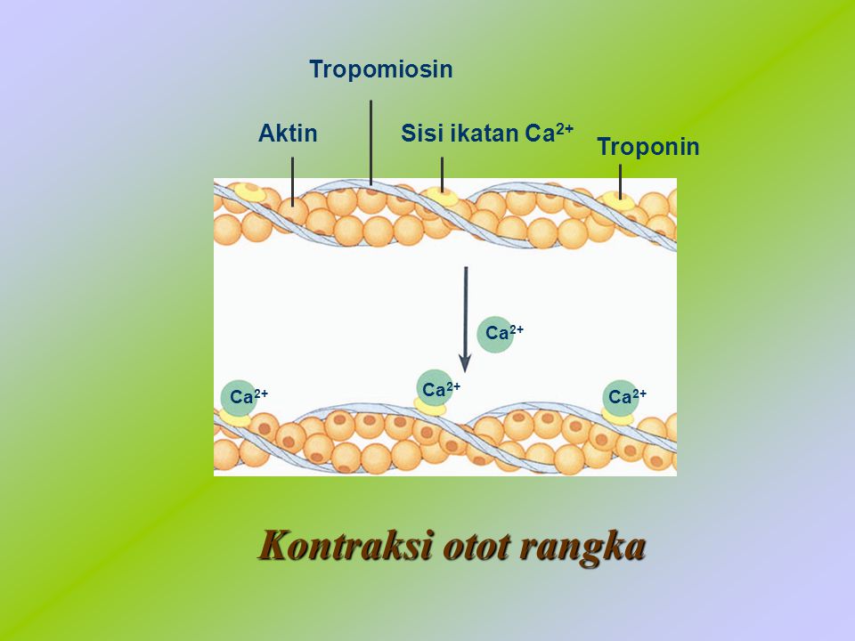 Aktin Tropomiosin Troponin Ca2+ Sisi ikatan Ca2+ Kontraksi otot rangka