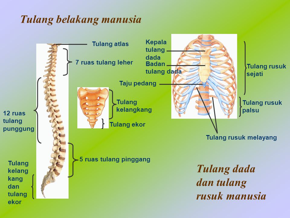 Tulang belakang manusia